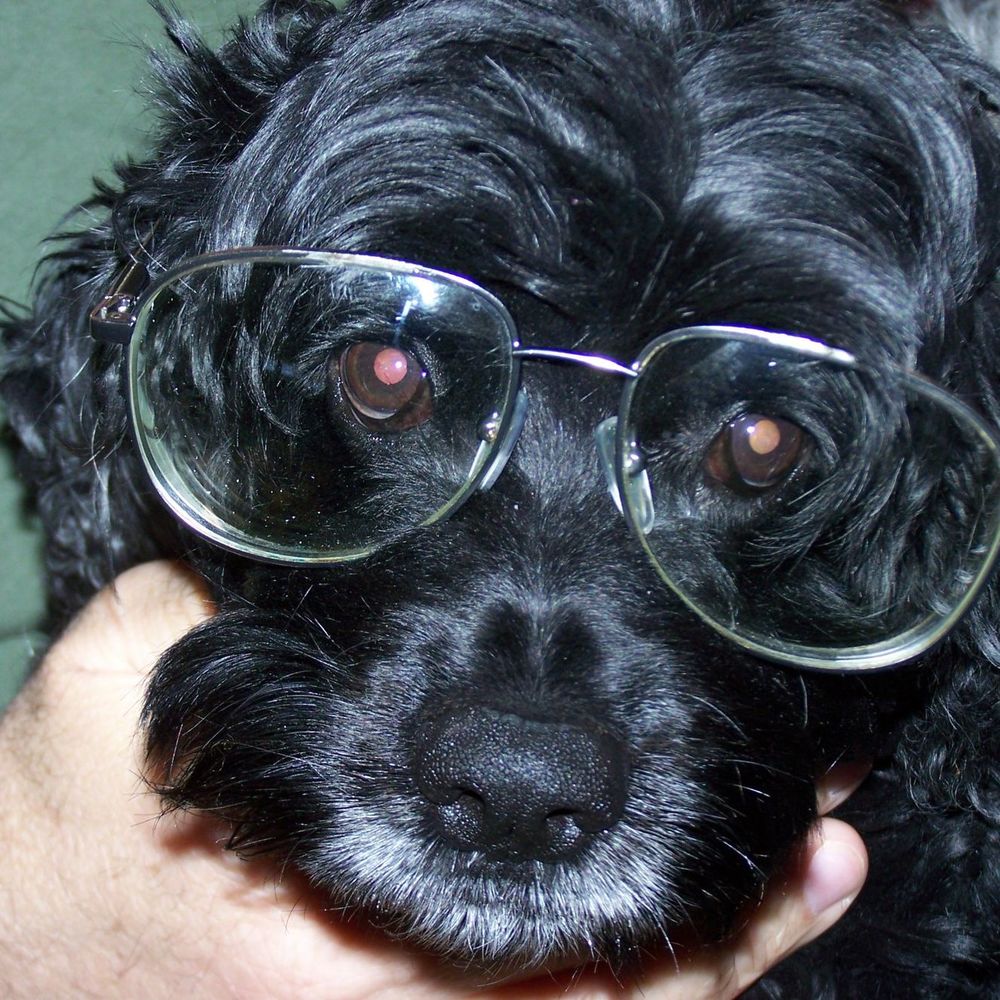 Meet your Posher, Maggie